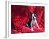 Boston Terrier on Red-Zandria Muench Beraldo-Framed Photographic Print