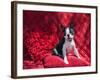 Boston Terrier on Red-Zandria Muench Beraldo-Framed Photographic Print