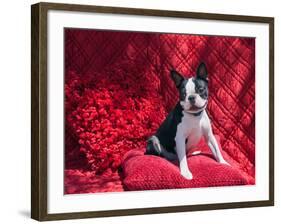 Boston Terrier on Red-Zandria Muench Beraldo-Framed Photographic Print