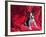 Boston Terrier on Red-Zandria Muench Beraldo-Framed Photographic Print