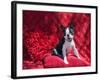 Boston Terrier on Red-Zandria Muench Beraldo-Framed Photographic Print