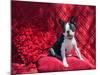Boston Terrier on Red-Zandria Muench Beraldo-Mounted Photographic Print