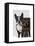 Boston Terrier Photographer-Fab Funky-Framed Stretched Canvas
