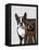 Boston Terrier Photographer-Fab Funky-Framed Stretched Canvas