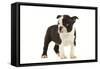 Boston Terrier Puppy in Studio-null-Framed Stretched Canvas