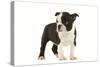 Boston Terrier Puppy in Studio-null-Stretched Canvas