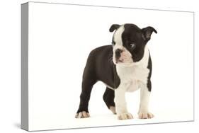 Boston Terrier Puppy in Studio-null-Stretched Canvas