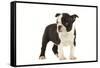 Boston Terrier Puppy in Studio-null-Framed Stretched Canvas