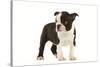 Boston Terrier Puppy in Studio-null-Stretched Canvas