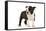 Boston Terrier Puppy in Studio-null-Framed Stretched Canvas