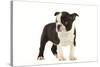 Boston Terrier Puppy in Studio-null-Stretched Canvas