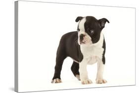 Boston Terrier Puppy in Studio-null-Stretched Canvas