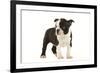 Boston Terrier Puppy in Studio-null-Framed Photographic Print