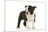 Boston Terrier Puppy in Studio-null-Mounted Photographic Print