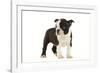 Boston Terrier Puppy in Studio-null-Framed Photographic Print