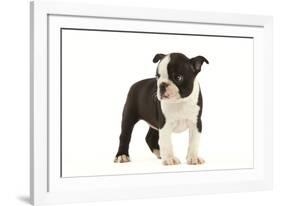 Boston Terrier Puppy in Studio-null-Framed Photographic Print