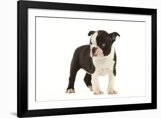 Boston Terrier Puppy in Studio-null-Framed Photographic Print