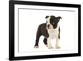 Boston Terrier Puppy in Studio-null-Framed Photographic Print