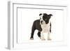 Boston Terrier Puppy in Studio-null-Framed Photographic Print