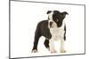 Boston Terrier Puppy in Studio-null-Mounted Photographic Print