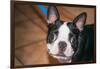 Boston Terrier Puppy Looking at You-Zandria Muench Beraldo-Framed Photographic Print