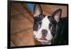 Boston Terrier Puppy Looking at You-Zandria Muench Beraldo-Framed Photographic Print