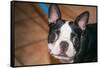 Boston Terrier Puppy Looking at You-Zandria Muench Beraldo-Framed Stretched Canvas