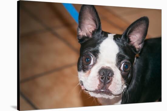 Boston Terrier Puppy Looking at You-Zandria Muench Beraldo-Stretched Canvas