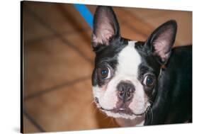 Boston Terrier Puppy Looking at You-Zandria Muench Beraldo-Stretched Canvas