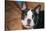 Boston Terrier Puppy Looking at You-Zandria Muench Beraldo-Stretched Canvas