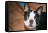Boston Terrier Puppy Looking at You-Zandria Muench Beraldo-Framed Stretched Canvas