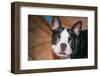 Boston Terrier Puppy Looking at You-Zandria Muench Beraldo-Framed Photographic Print