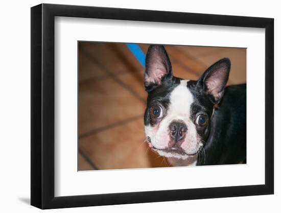 Boston Terrier Puppy Looking at You-Zandria Muench Beraldo-Framed Photographic Print