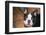 Boston Terrier Puppy Looking at You-Zandria Muench Beraldo-Framed Photographic Print