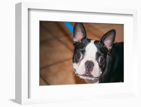 Boston Terrier Puppy Looking at You-Zandria Muench Beraldo-Framed Photographic Print