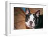 Boston Terrier Puppy Looking at You-Zandria Muench Beraldo-Framed Photographic Print