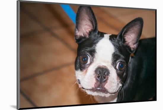 Boston Terrier Puppy Looking at You-Zandria Muench Beraldo-Mounted Photographic Print