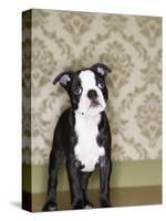 Boston Terrier Puppy-Don Mason-Stretched Canvas