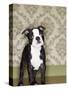 Boston Terrier Puppy-Don Mason-Stretched Canvas