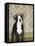 Boston Terrier Puppy-Don Mason-Framed Stretched Canvas