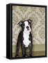 Boston Terrier Puppy-Don Mason-Framed Stretched Canvas