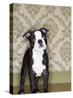 Boston Terrier Puppy-Don Mason-Stretched Canvas
