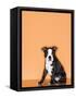 Boston Terrier Puppy-Don Mason-Framed Stretched Canvas