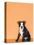 Boston Terrier Puppy-Don Mason-Stretched Canvas