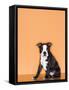 Boston Terrier Puppy-Don Mason-Framed Stretched Canvas