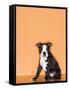 Boston Terrier Puppy-Don Mason-Framed Stretched Canvas