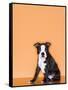 Boston Terrier Puppy-Don Mason-Framed Stretched Canvas