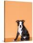 Boston Terrier Puppy-Don Mason-Stretched Canvas