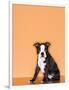 Boston Terrier Puppy-Don Mason-Framed Photographic Print