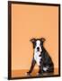 Boston Terrier Puppy-Don Mason-Framed Photographic Print